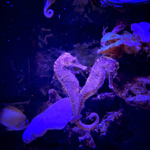 Seahorse Keychain