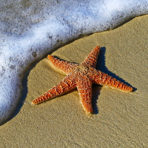 Starfish Charm Bracelet